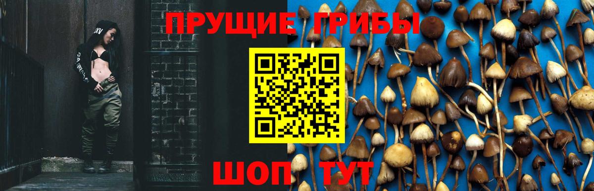 Волхов  где найти наркотики  Вход с VPN  Псилоцибиновые грибы MAGIC MUSHROOMS 